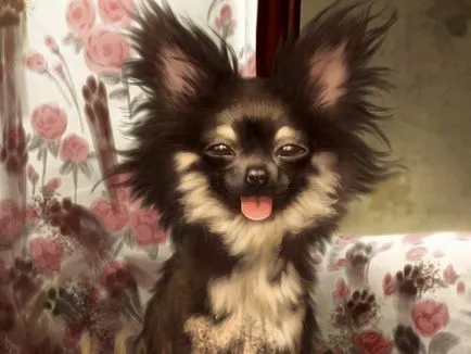 Papillon rasa istorie caine rasa de origine, descrierea și fotografii (poveste) Papillon rasa istorie caine rasa de origine, descrierea și fotografii