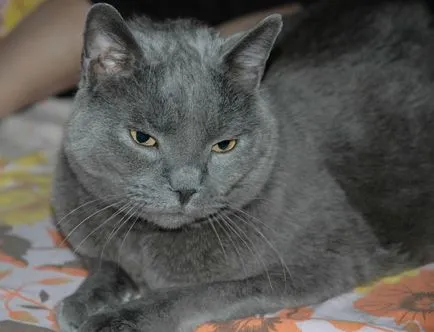 Cat rase numele rasei fara par, 33 de fotografii, clipuri video (fara par) Cat rase golaș nume rasa, 33 de fotografii, videoclipuri
