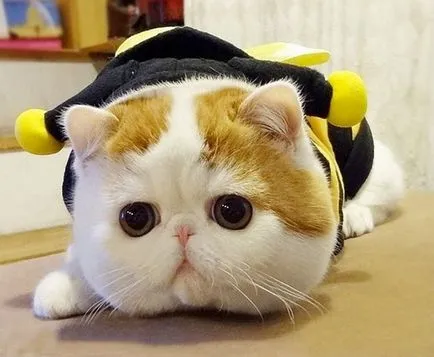 Cat rasa Snoopy