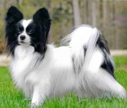 Papillon rasa imagine câine, descriere rasa, prețul aproximativ (foto) Papillon rasa de imagine de câine, rasa descriere, pret aproximative
