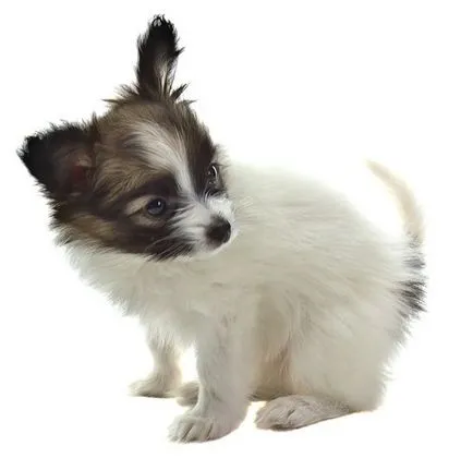 Papillon rasa imagine câine, descriere rasa, prețul aproximativ (Papillon) Papillon rasa de imagine de câine, rasa descriere, pret aproximative