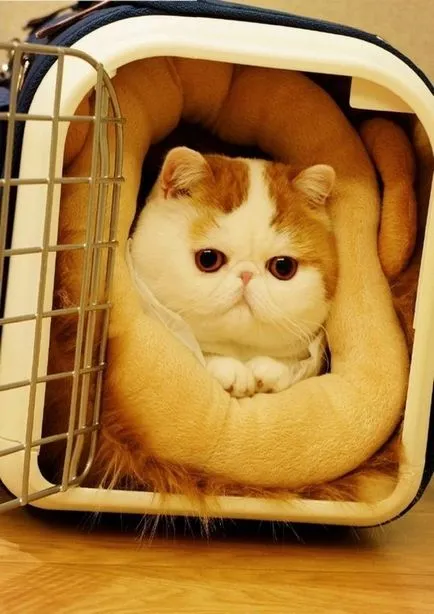 Cat rasa Snoopy