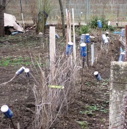 Cum să se ocupe cu alunite în grădină decât mânca alunițe, fotografie și sfaturi video pe modul de a scăpa de alunite