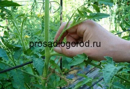 Cum de a construi un tomate cu efect de seră în sistemul de drept și stem Bush, foto și video