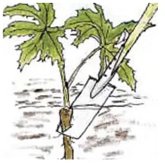 Cum să scapi de substanțe chimice în fără crucea-pământului 5 etape (soluții ecologice) Cum să scapi de substanțe chimice în fără crucea-pământului 5 etape