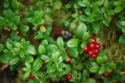 Ce plante medicinale ajuta la cistita (ia o lingura) Ce plante medicinale ajuta la cistita