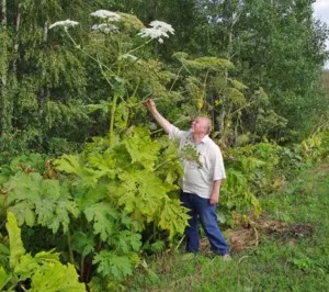 Cum sa scapi de zona în crucea-pământului pentru totdeauna moduri populare (a scăpa de) Cum de a obține metode populare Lepădați de la zona în crucea-pământului