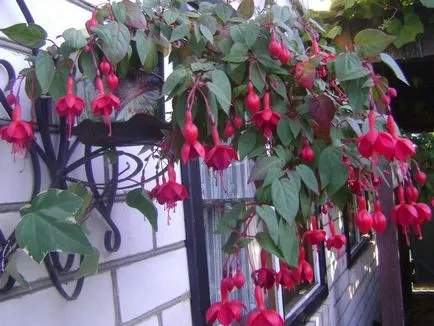 Ce fel de flori pentru a planta în balcon și cum să crească