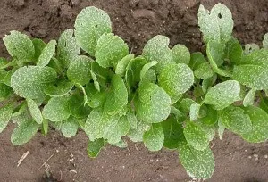 Cum sa scapi de purici de pe ridiche crucifere rapid și modalități populare doar (numai) Cum sa scapi de purici de pe ridiche crucifere rapid și modalități populare numai