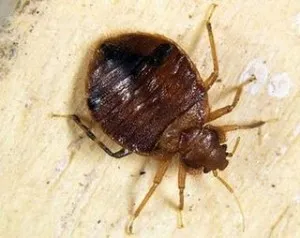 Cum sa scapi de bug-uri de pat in casa