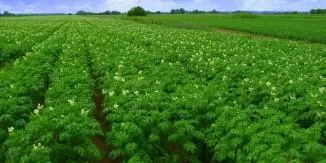 Cum sa scapi de wireworms pe cartofi, remedii populare (filiformi) Cum sa scapi de filiformi pe cartofi, remedii populare