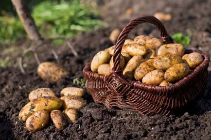 Cum sa scapi de wireworms pe cartofi, remedii populare (filiformi) Cum sa scapi de filiformi pe cartofi, remedii populare