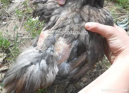 Cum să scapi de păduchi de pui (peroedov) la stână