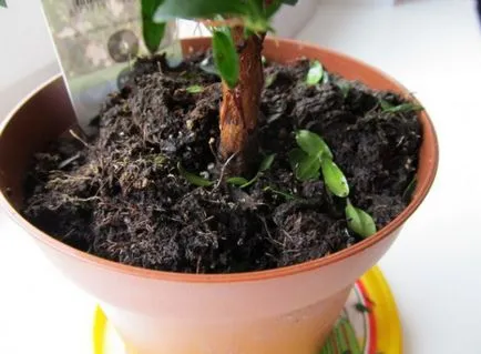 Cum sa scapi de țînțari în flori în ghivece de flori în cameră (a scăpa de) Cum sa scapi de țînțari în flori în ghivece de flori în cameră