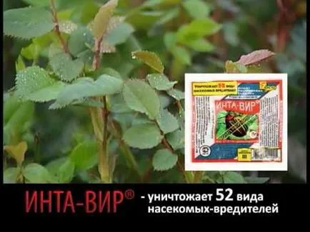 Cum să scapi de păduchi în tomate (alb-negru)