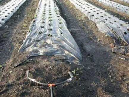 Cum sa scapi de buruieni în zona pentru totdeauna (în grădină și pe gazon)