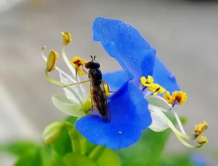 Cum sa scapi de țînțari în flori cameră în ghivece de flori (interior) Cum sa scapi de țînțari în flori în ghivece de flori în cameră