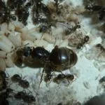 Cum de a trata la domiciliu musca furnicile, cum să se trateze la domiciliu (musca ant) Cum de a trata la domiciliu musca furnicile, cum să se trateze la domiciliu