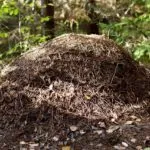 Cum de a trata la furnici acasă mușcătoare, cum să se trateze la domiciliu (mușcături) Cum de a trata la domiciliu musca furnicile, cum să se trateze la domiciliu