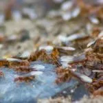 Cum de a trata la domiciliu musca furnicile, cum să se trateze la domiciliu (musca ant) Cum de a trata la domiciliu musca furnicile, cum să se trateze la domiciliu