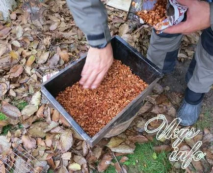 Cum de a fuma bacon afumat în rețetă Smokehouse cu o fotografie