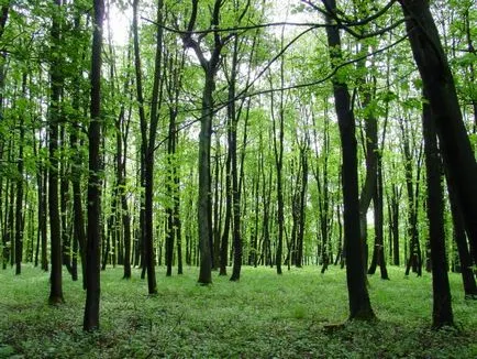 Cum de a desena o pălărie roșie 2