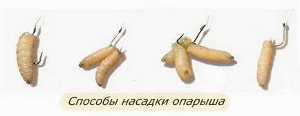 Cum de a planta în mod corect viermilor de pe cârlig și cum să crească și să se păstra la domiciliu (larve) Cum de a planta în mod corect viermilor de pe cârlig și cum să crească și se păstrează la domiciliu