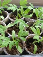 Cum de a cultiva pământul înainte de plantare răsaduri