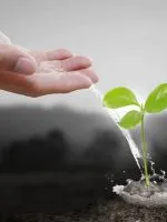 Cum de a cultiva pământul înainte de plantare răsaduri