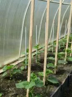 Cum de a cultiva pământul înainte de plantare răsaduri