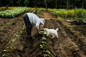 Cum să învețe să ceară pisica la soare - un proiect de fericire