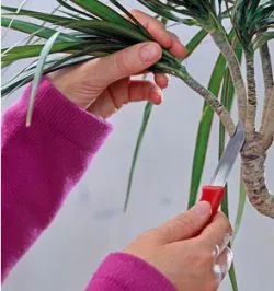 Cum să decupați Dracaena pentru ramificare, producerea de muguri laterale, vârful decupajul la domiciliu