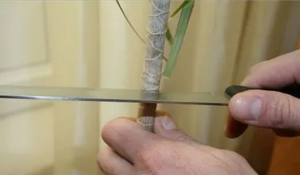 Cum să decupați Dracaena pentru ramificare, producerea de muguri laterale, vârful decupajul la domiciliu