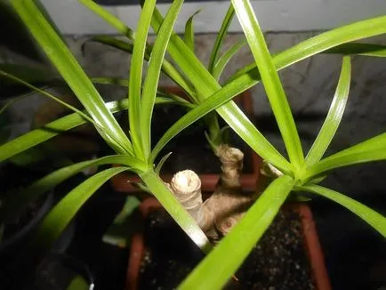 Cum să decupați Dracaena pentru îngrijirea fraierilor a unui palmier la domiciliu, ca (primire) Cum să decupați Dracaena pentru îngrijirea fraierilor a unui palmier la domiciliu ca