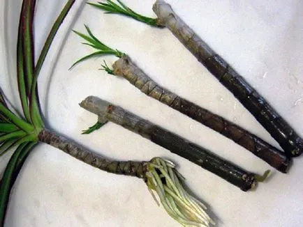Cum să decupați Dracaena pentru îngrijirea fraierilor unui copac de palmier la domiciliu, cum ar fi (lateral) Cum să decupați Dracaena pentru îngrijirea fraierilor a unui palmier la domiciliu ca
