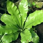 Condiții de îngrijire Asplenium Kostenets sau la domiciliu, sfaturi și trucuri