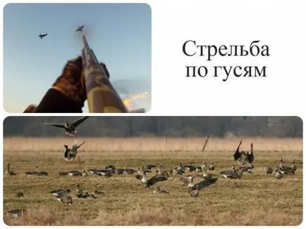 Reguli și caracteristici ale Ochire pentru diferite tipuri de păsări de joc cu instrucțiuni video de