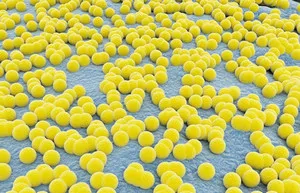 Cum tratamentul Staphylococcus aureus