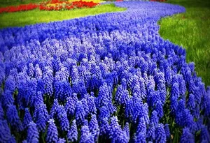 Cum plantarea și îngrijirea Muscari în țară (fotografiile de soiuri)