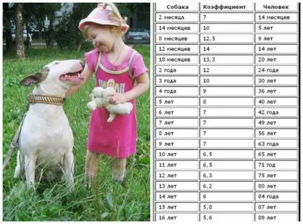Cum de a determina vârsta câinelui de câine - revista de câine