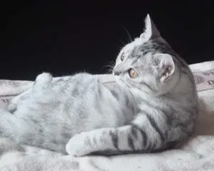 După cum a tradus, pisicile, câinii și pisicile noastre (nostru) Ca traduse, pisicile, câinii și pisicile noastre
