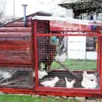 Cum de a construi un coteț cu mâinile lor foto, video și desene de proiecte din dreapta (Coop de pui) Cum de a construi un coteț cu mâinile lor foto, video și desene de proiecte corecte
