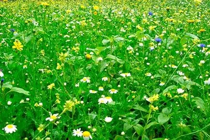 Cum de a planta un gazon cu propriul său pas cu pas instrucțiunile mâini (gazon) Cum de a planta un gazon cu propriul său pas cu pas mâinile
