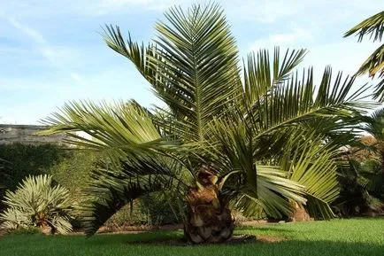Cum de a pune porțiunea de palmier (porțiune) Cum de a planta un copac de palmier pe site