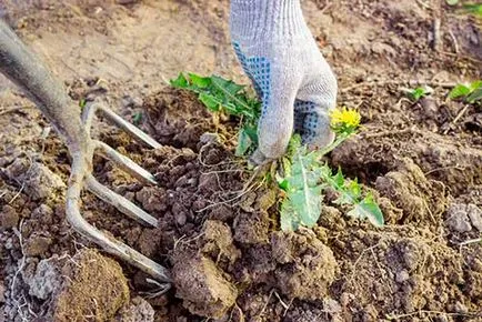 Cum de a planta un gazon cu propriul său pas cu pas instrucțiunile mâini (gazon) Cum de a planta un gazon cu propriul său pas cu pas mâinile