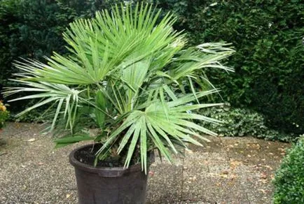 Cum de a planta un copac de palmier pe un teren (de palmier în apropierea casei) Cum de a planta un copac de palmier pe site