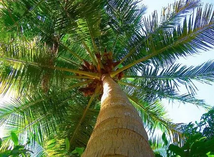 Cum de a pune porțiunea de palmier (de palmier) Cum de a planta un copac de palmier pe site