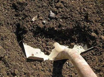 Cum de a planta un gazon cu propriul său pas cu pas instrucțiunile mâini (gazon) Cum de a planta un gazon cu propriul său pas cu pas mâinile