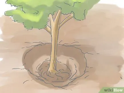 Cum de a planta un tufiș