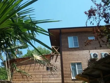 Cum de a pune porțiunea de palmier (porțiune) Cum de a planta un copac de palmier pe site